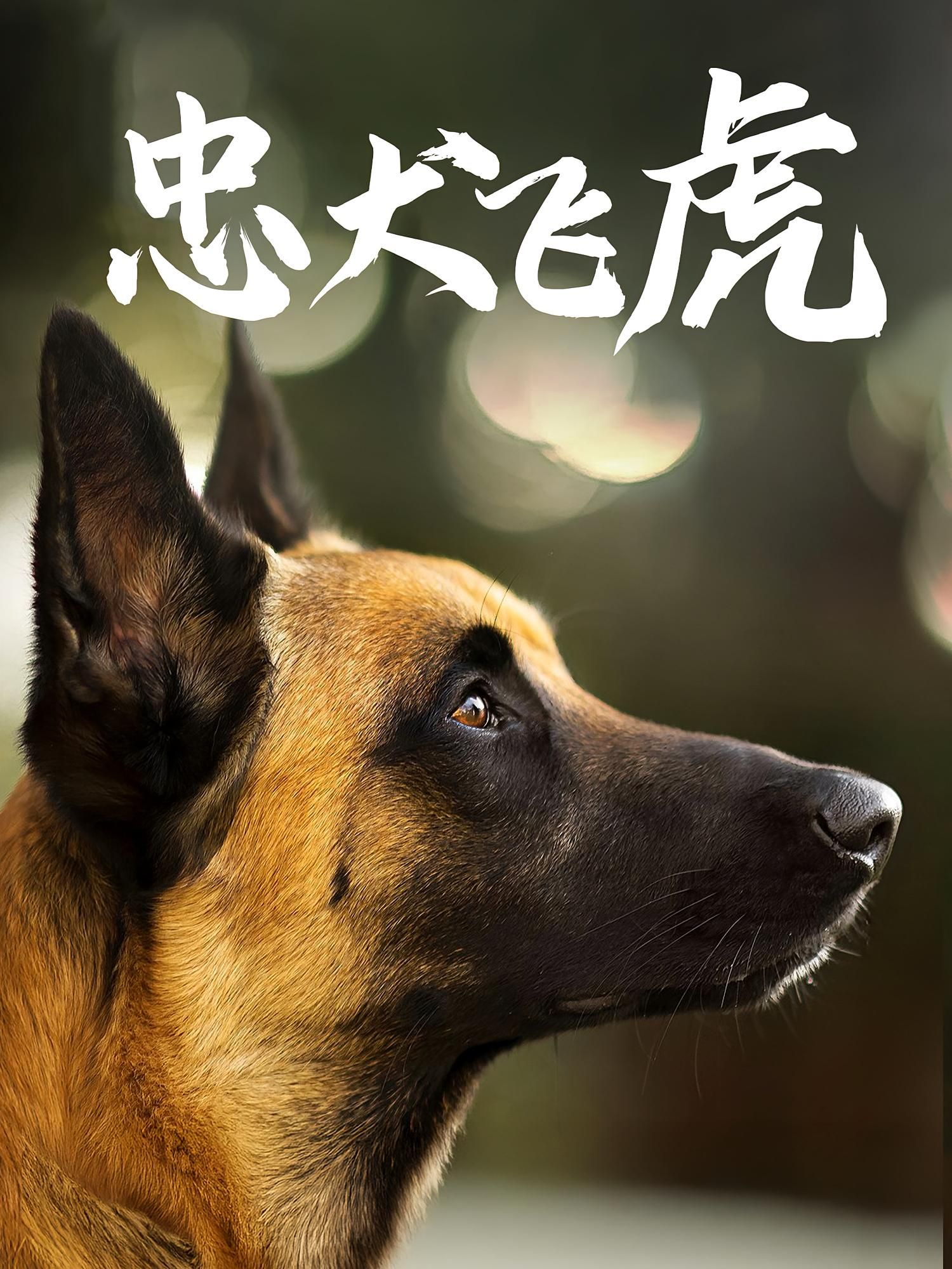 短剧忠犬飞虎在线播放，超高清画质全集完整版，忠犬情催泪上演，立即观看！
